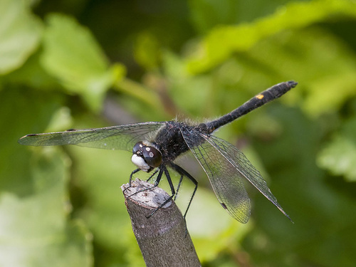 Dot-tailed Whiteface