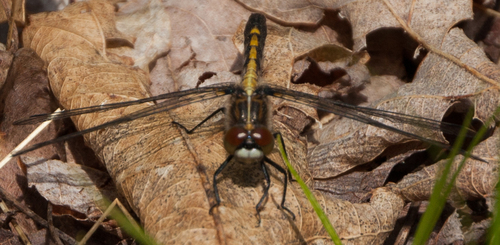 Dot-tailed Whiteface