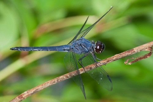 Slaty Skimmer