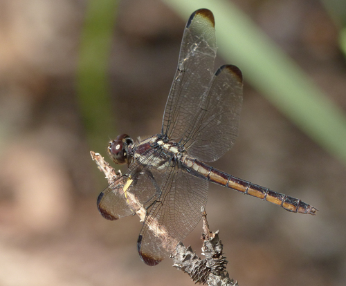 Slaty Skimmer