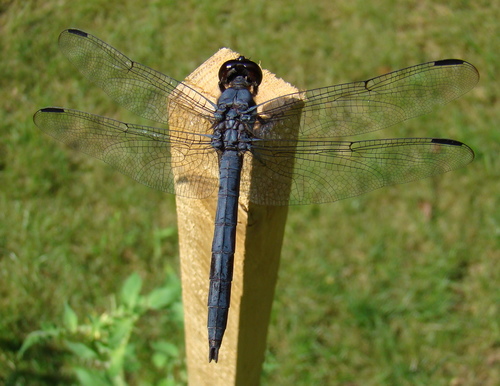Slaty Skimmer