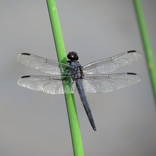 Slaty Skimmer