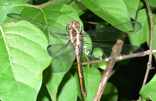 Slaty Skimmer