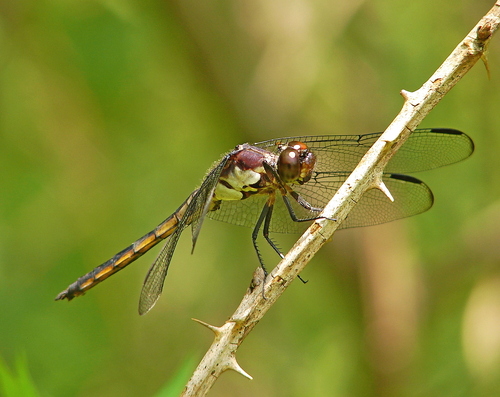 Slaty Skimmer