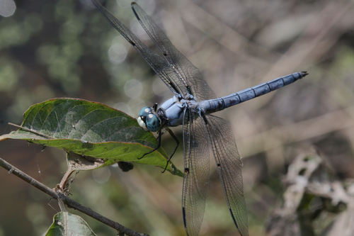 Great Blue Skimmer