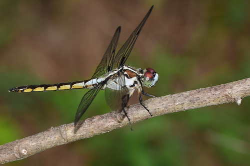 Great Blue Skimmer