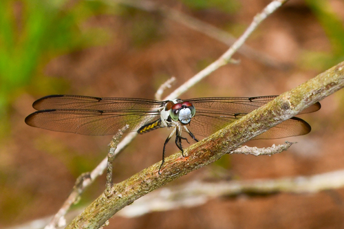 Great Blue Skimmer
