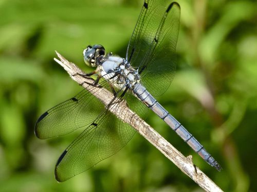 Great Blue Skimmer