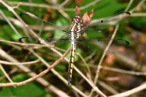 Great Blue Skimmer