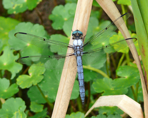 Great Blue Skimmer
