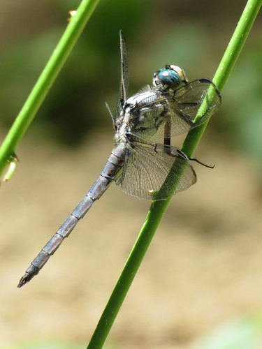 Great Blue Skimmer