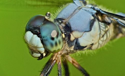 Great Blue Skimmer
