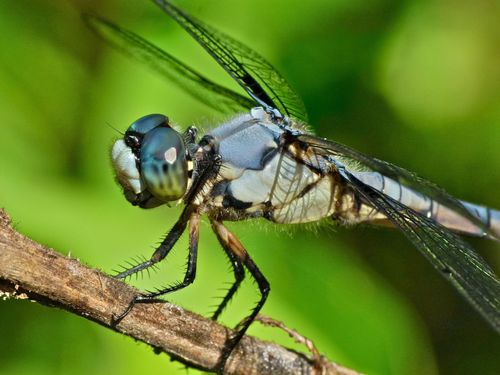 Great Blue Skimmer