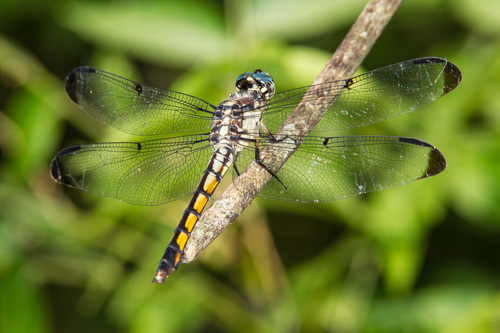 Great Blue Skimmer