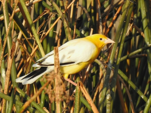 Yellow-headed Blackbird