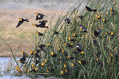 Yellow-headed Blackbird