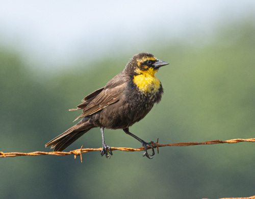 Yellow-headed Blackbird