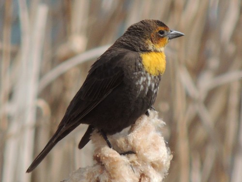 Yellow-headed Blackbird