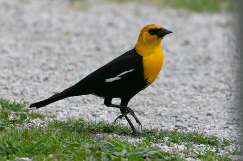 Yellow-headed Blackbird