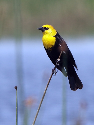 Yellow-headed Blackbird