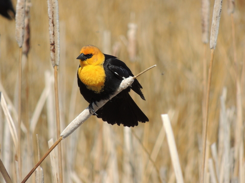Yellow-headed Blackbird