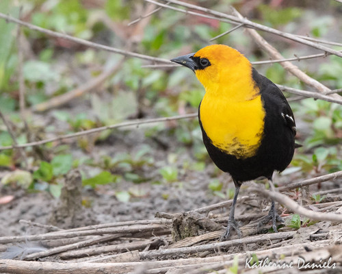 Yellow-headed Blackbird
