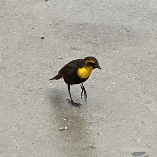 Yellow-headed Blackbird
