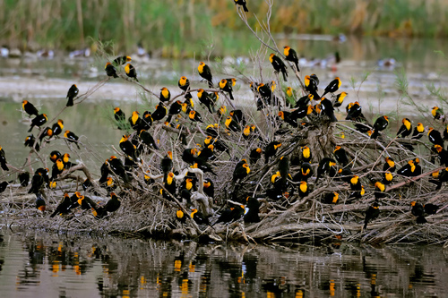 Yellow-headed Blackbird