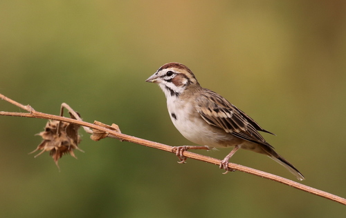 Lark Sparrow