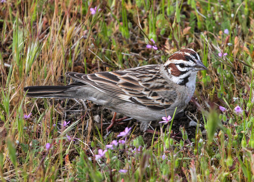 Lark Sparrow