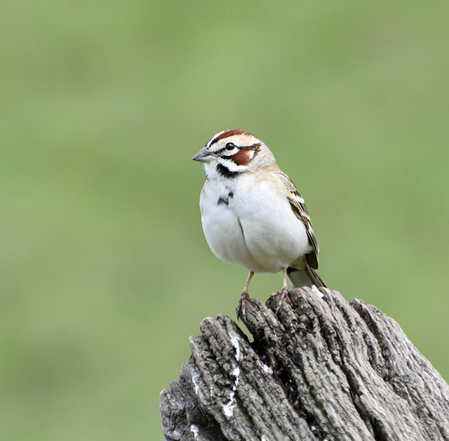 Lark Sparrow
