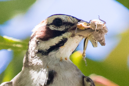 Lark Sparrow
