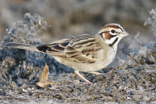 Lark Sparrow