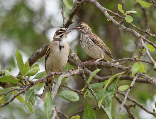 Lark Sparrow