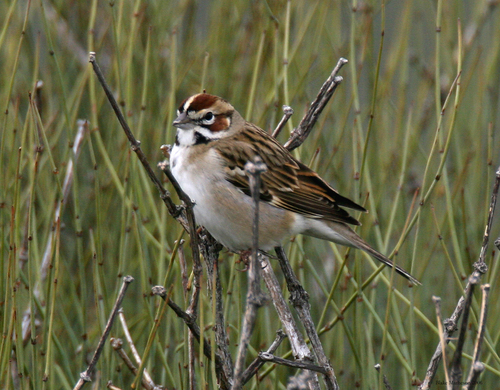 Lark Sparrow