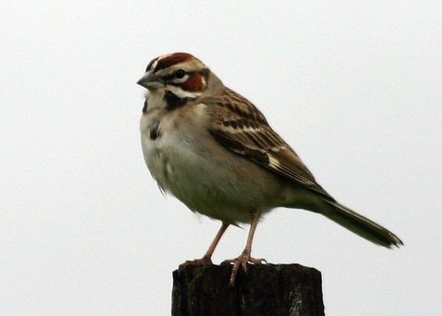 Lark Sparrow