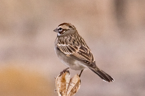 Lark Sparrow
