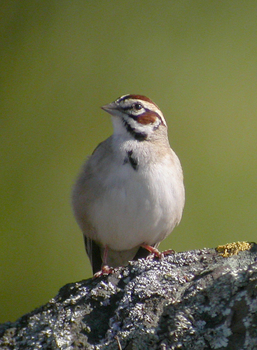 Lark Sparrow