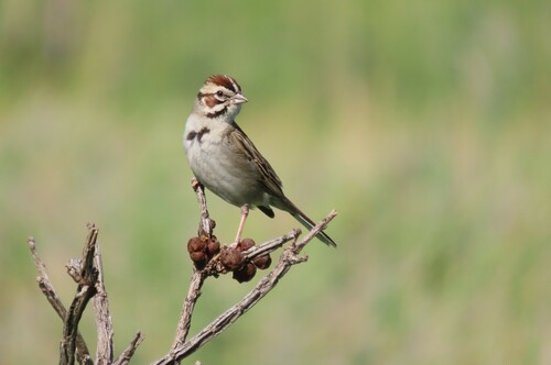 Lark Sparrow