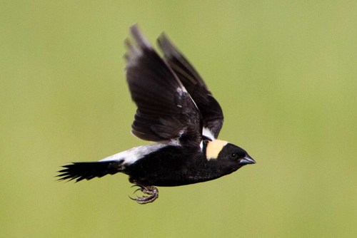 Bobolink