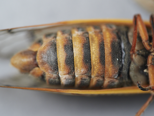 Pharaoh Cicada
