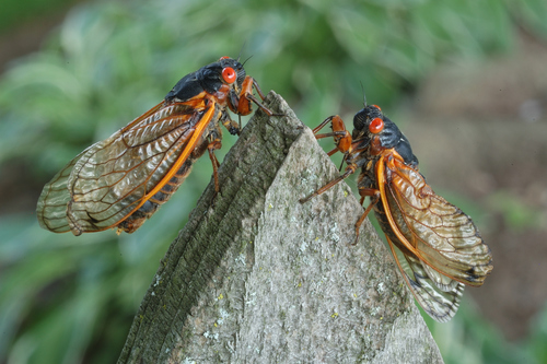 Pharaoh Cicada