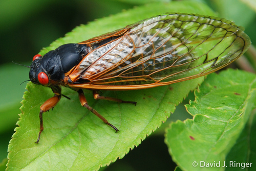 Pharaoh Cicada