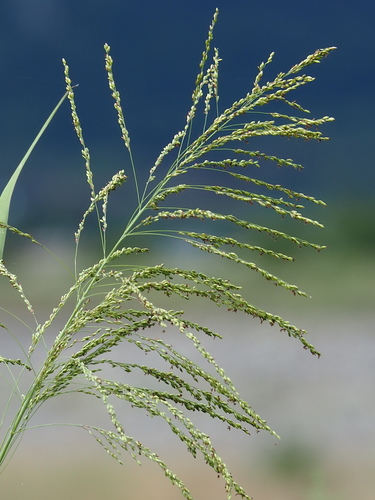 Guinea Grass