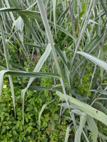 Guinea Grass