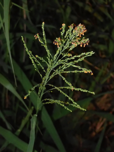 Guinea Grass