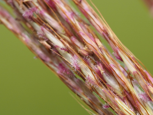 Guinea Grass