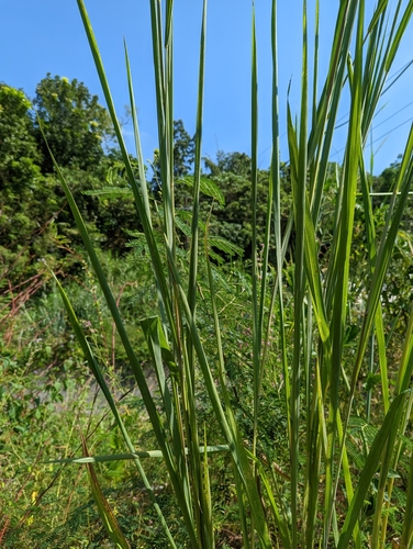 Guinea Grass