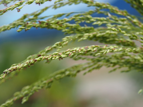 Guinea Grass