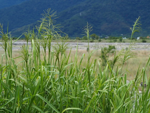 Guinea Grass